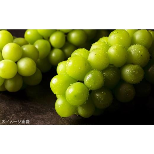 ふるさと納税 果物類 ぶどう 愛媛県 内子町 シャインマスカット 2房 bloom leaf ブルームリーフ合同会社 BKBI001 ／ シャインマスカット しゃいんますかっと …の画像