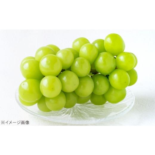 ふるさと納税 果物類 ぶどう 愛媛県 内子町 シャインマスカット 2房 bloom leaf ブルームリーフ合同会社 BKBI001 ／ シャインマスカット しゃいんますかっと …の画像