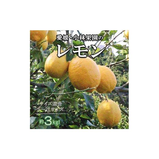 ふるさと納税 みかん・柑橘類 レモン 愛媛県 八幡浜市 愛媛県八幡浜市産 柑橘農家が育てたレモン 約3キロ C24-40 1712455 YW