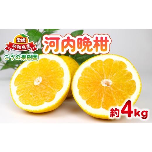 ふるさと納税 果物類 みかん 愛媛県 宇和島市 河内晩柑 約4kg こうの果樹園 みかん 柑橘 果物 和製 グレープフルーツ 晩柑 かわちばんかん さっぱり 酸味 くだ…