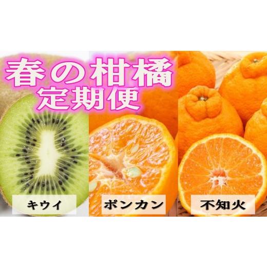 ふるさと納税 果物の詰合せ 和歌山県 海南市 定期便全3回 固定月 和歌山の人気の春のフルーツをお届け (キウイ・ポンカン・不知火) [TM257]