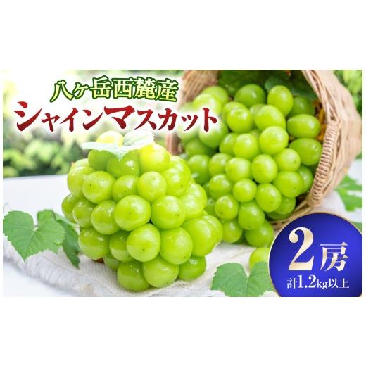 ふるさと納税 ぶどう マスカット 長野県 原村 八ヶ岳西麓産 シャインマスカット 2房 ( 計 1.2kg 以上 ) 2026年9月中旬〜発送 | シャインマスカット 葡萄 ぶど…