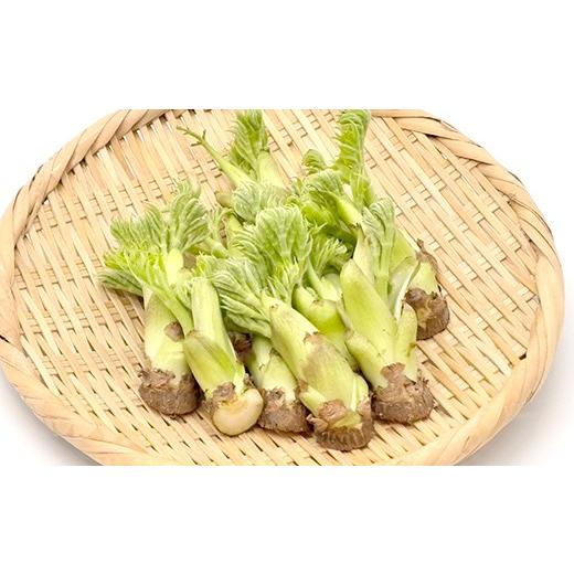 ふるさと納税 野菜類 山菜 福島県 鏡石町 〈先行予約〉鏡石町×天栄村コラボ返礼品 山菜ごちそうセット タラの芽とふきのとう（各100g）フキノトウ たらのめ …の画像