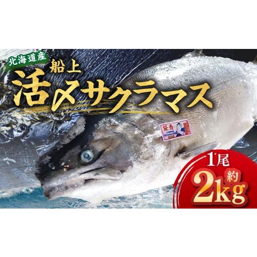 ふるさと納税 旬の鮮魚等 北海道 蘭越町 北海道産 船上活〆サクラマス 約2kg 2026年4月上旬〜5月上旬まで発送予定 サクラマス 刺身 塩焼き ムニエル ホイル焼…