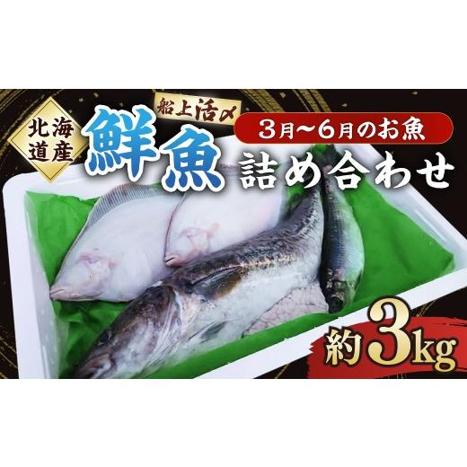 ふるさと納税 旬の鮮魚等 北海道 蘭越町 北海道産 船上活〆鮮魚詰め合わせ 約3kg 2026年6月上旬まで発送予定 鮮魚 活〆 血抜き セット 旬 出汁 3キロ 魚 魚類 …