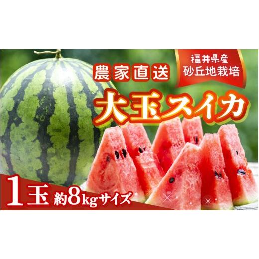 ふるさと納税 スイカ 福井県 坂井市 先行予約 農家直送 砂丘地ハウス栽培 福井県産大玉スイカ 8kgサイズ 1玉 2026年6月中旬以降順次発送予定