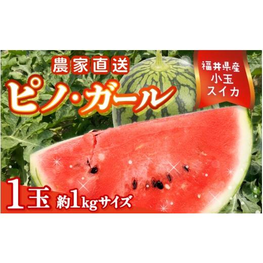 ふるさと納税 スイカ 福井県 坂井市 先行予約 福井県産小玉スイカ ピノ・ガール農家直送 砂丘地栽培 約1kgサイズ 1玉 2026年7月中旬以降順次発送予定 A-21804…