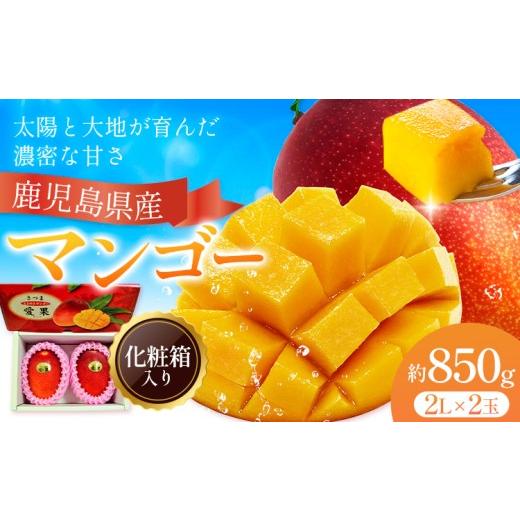 ふるさと納税 マンゴー 鹿児島県 さつま町 鹿児島県産 マンゴー 化粧箱入り 2玉 2L よしたか農園[5月上旬‐5月下旬頃出荷]鹿児島県 さつま町 マンゴー 果物 …