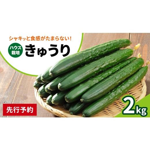 ふるさと納税 野菜類 広島県 大崎上島町 シャキッと美味しい 瀬戸内産 きゅうり 約2kg 2026年 9月以降発送 越田農園 離島 国産 野菜 旬の野菜 夏野菜 秋野菜 …