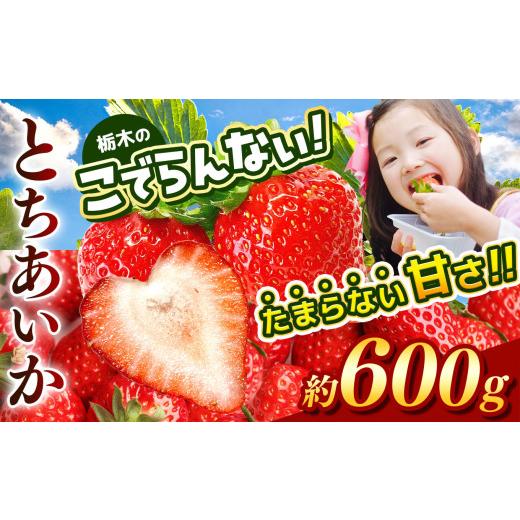 ふるさと納税 いちご 栃木県 真岡市 2027年4~5月発送 先行予約受付中 栃木のこでらんないイチゴ(とちあいか) 約300g×2| とちあいか いちご イチゴ 栃木 …