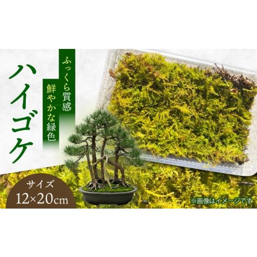 ふるさと納税 花・苗木 盆栽 大分県 日田市 苔(ハイゴケ)小パック テラリウム 園芸 ガーデニング 日田市 / 株式会社いけ田緑康園