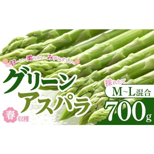 ふるさと納税 野菜類 アスパラガス 北海道 旭川市 先行予約 春収穫グリーンアスパラ M-L混合700g(2026年6月上旬から順次発送開始予定)_05687