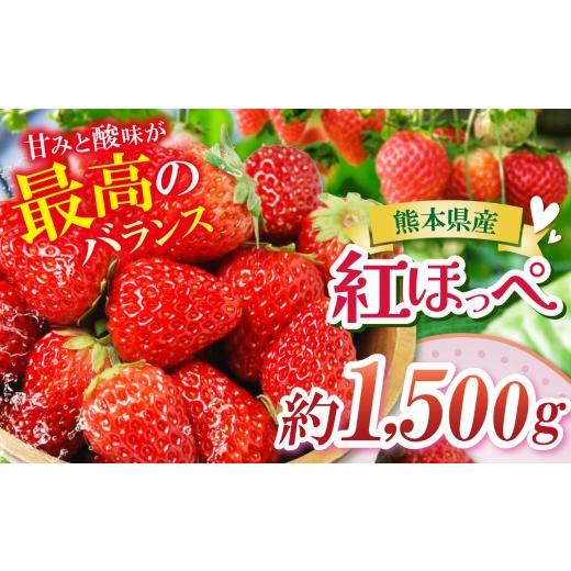 ふるさと納税 いちご 熊本県 玉名市 農家から届く甘酸っぱい贈り物 紅ほっぺ 約1500g | 紅ほっぺ いちご 苺 フルーツ 果物 国産 国産フルーツ 産地直送 農家…
