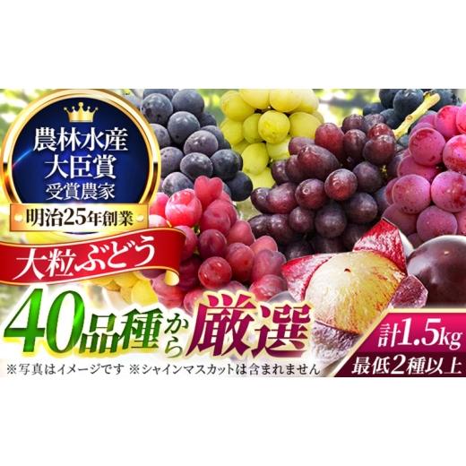 ふるさと納税 果物類 ぶどう 大阪府 柏原市 大粒品種詰め合わせ(シャインマスカット含まず)1.5サイズ