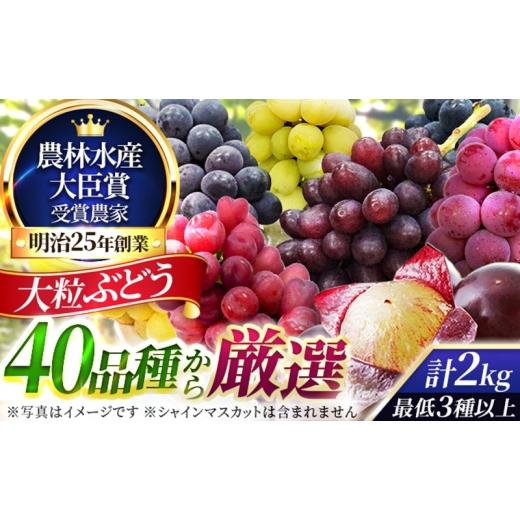 ふるさと納税 果物類 ぶどう 大阪府 柏原市 大粒品種詰め合わせ(シャインマスカット含まず)2.0サイズ