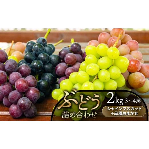 ふるさと納税 ぶどう マスカット 山形県 鶴岡市 令和8年産先行予約 ぶどう詰合せ(品種おまかせ) 2kg(3〜4房) 山形県鶴岡市 鶴岡中央青果 | ぶどう ブ…