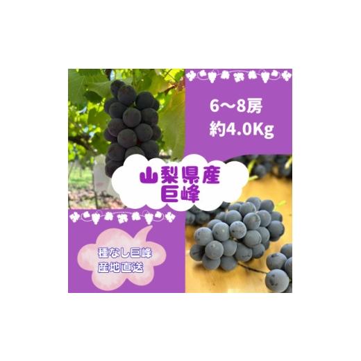 ふるさと納税 ぶどう 巨峰 山梨県 山梨市  2026年8月発送予定 巨峰6〜8房 (約4.0kg) 1727567の画像