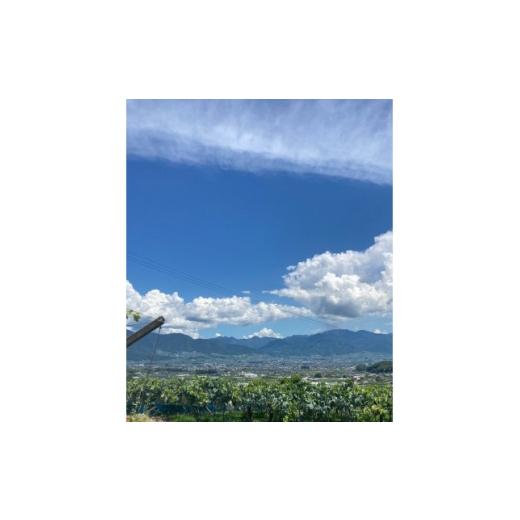 ふるさと納税 ぶどう 巨峰 山梨県 山梨市  2026年8月発送予定 巨峰6〜8房 (約4.0kg) 1727567の画像