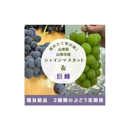 ふるさと納税 ぶどう 巨峰 山梨県 山梨市 発送月固定定期便 旬の巨峰+シャインマスカット2〜3房(約1.5kg)全2回 4084812