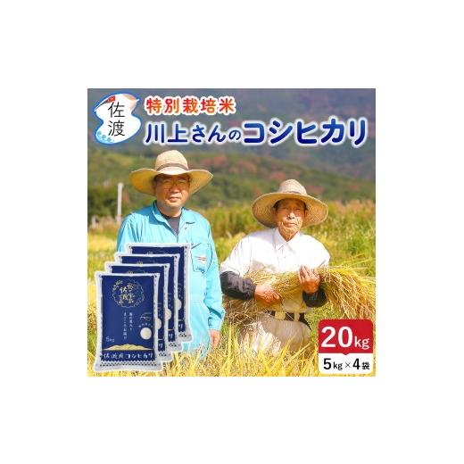ふるさと納税 米 コシヒカリ 新潟県 佐渡市 佐渡島産 川上さんのコシヒカリ 白米20kg 令和7年産 特別栽培米 食の宝島佐渡の画像
