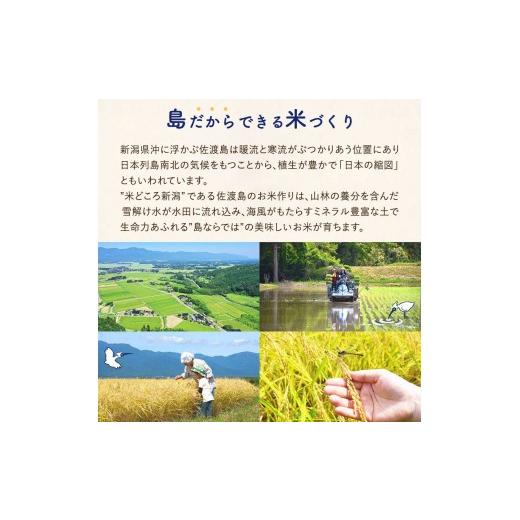 ふるさと納税 米 コシヒカリ 新潟県 佐渡市 佐渡島産 川上さんのコシヒカリ 白米20kg 令和7年産 特別栽培米 食の宝島佐渡の画像