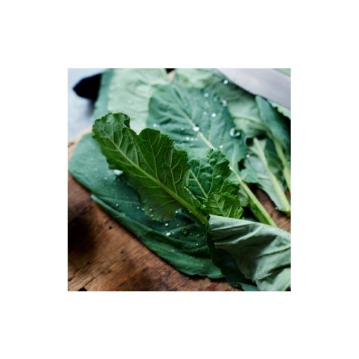 ふるさと納税 野菜類 静岡県 磐田市 訳あり ソフトケール 3kg TV紹介で大好評 おいしさで、ケールに革命を。 1726996