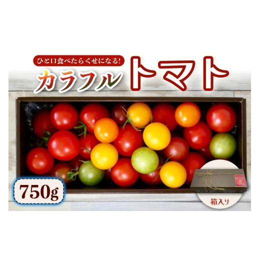 ふるさと納税 野菜類 トマト 神奈川県 伊勢原市 カラフルトマト 箱入り 5品種詰め合わせ 750g ひと口食べたらくせになる ｜ミックス 甘い プレゼント 贈り物 …_1