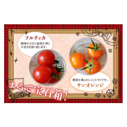 ふるさと納税 野菜類 トマト 神奈川県 伊勢原市 カラフルトマト 箱入り 5品種詰め合わせ 750g ひと口食べたらくせになる ｜ミックス 甘い プレゼント 贈り物 …_2