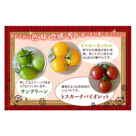 ふるさと納税 野菜類 トマト 神奈川県 伊勢原市 カラフルトマト 箱入り 5品種詰め合わせ 750g ひと口食べたらくせになる ｜ミックス 甘い プレゼント 贈り物 …_3