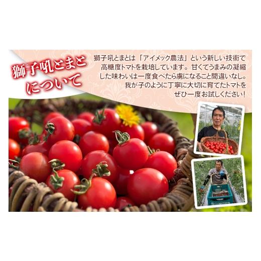 ふるさと納税 野菜類 トマト 神奈川県 伊勢原市 カラフルトマト 箱入り 5品種詰め合わせ 750g ひと口食べたらくせになる ｜ミックス 甘い プレゼント 贈り物 …_4