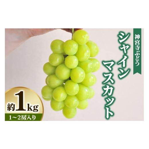 ふるさと納税 ぶどう マスカット 大阪府 交野市 先行予約 神宮寺ぶどう シャインマスカット 1kg|ブドウ 葡萄 くだもの 果物 フルーツ 0321