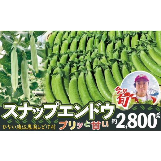 ふるさと納税 豆類 秋田県 大館市 スナップエンドウ プリッと甘い 約2800g 140P3202 / 東北 秋田 大館 野菜 新鮮 農産物 農家 スナップエンドウ エンドウ豆 …