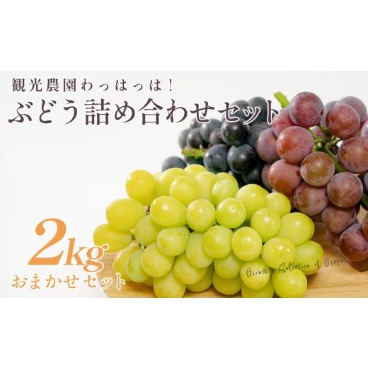ふるさと納税 ぶどう 高知県 大月町 ぶどう 人気3種 詰め合わせ 2kg セット 食べ比べ 朝採れ ブドウ 葡萄 ブラックビート ピオーネ シャインマスカット フルー…