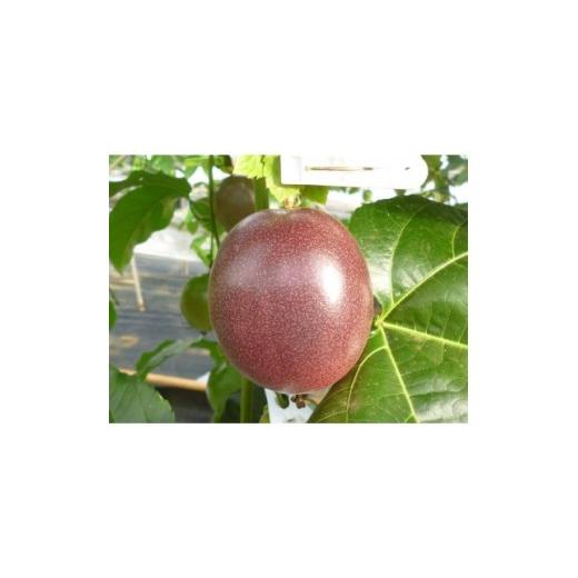 ふるさと納税 果物類 鹿児島県 伊仙町 2026年6月より順次発送 カイトフルーツのパッションフルーツ箱入り2kg(1kg箱×2)