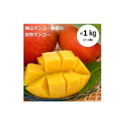 ふるさと納税 マンゴー 鹿児島県 伊仙町 2026年7月中旬より順次発送 完熟マンゴー約1kg(2〜3個:化粧箱入り)、贈答用(A級品)