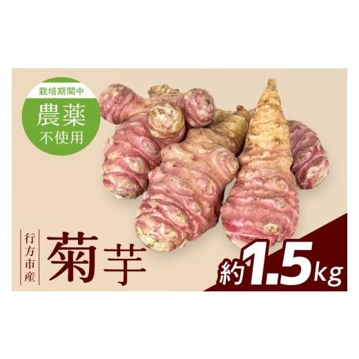 ふるさと納税 人参・大根・他根菜 茨城県 行方市 2026年11月より順次発送 栽培期間中農薬不使用 行方市産 菊芋 約1.5kg|菊芋 いも 芋 先行予約 茨城県 行方…