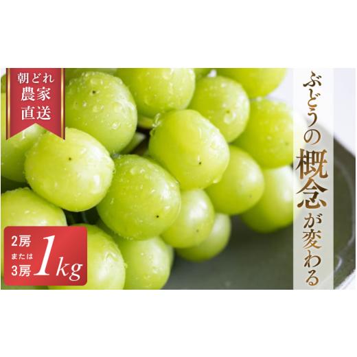 ふるさと納税 ぶどう マスカット 岡山県 真庭市 2026年先行予約 糖度18度以上 朝採れシャインマスカット 1kg (2房または3房) ぶどうの概念が変わる よしだ葡…