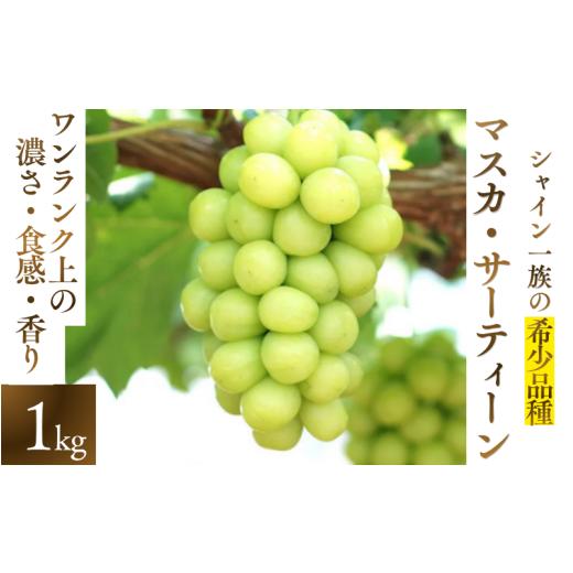 ふるさと納税 ぶどう マスカット 岡山県 真庭市 2026年先行予約 マスカサーティーン シャイン一族の希少品種 1kg(2房または3房) 高級 シャインマスカット …