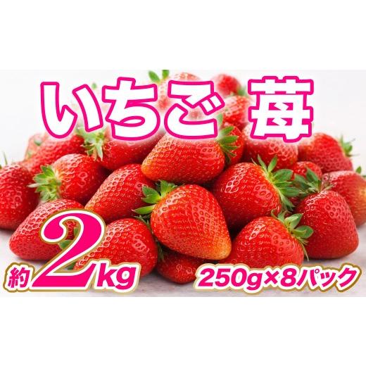 ふるさと納税 いちご 熊本県 八代市 先行予約 いちご 約2kg(約250g×8パック) イチゴ 苺 果物 くだもの フルーツ 旬 ジャム スムージー スイーツ 熊本県 八…