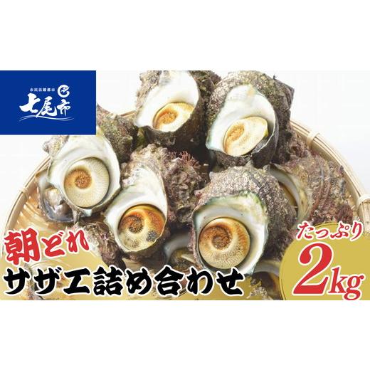 ふるさと納税 魚貝類 石川県 七尾市 朝どれ旬のサザエ詰め合わせ(大2kg)刺身 つぼ焼き 貝 季節商品 2026年6月上旬〜9月下旬頃に順次発送予定