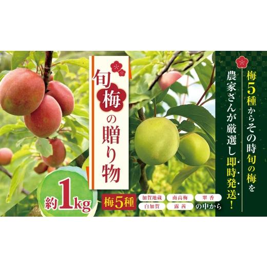 ふるさと納税 果物類 千葉県 君津市 梅 約1kg 5種類の梅から旬の味を厳選 ( 加賀地蔵 南高梅 翠香 白加賀 露茜 ) ジジの山 | 観光農園 家庭用 ウメ 青梅 うめ…