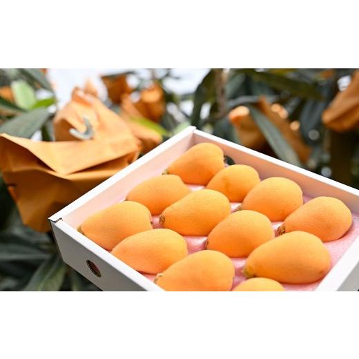 ふるさと納税 果物類 びわ 長崎県 長崎市 長崎市産びわ500g L玉サイズ(12個入) 贈答用箱入り 2026年4月下旬〜5月下旬発送予定 びわ ビワ 果物 くだもの フル…