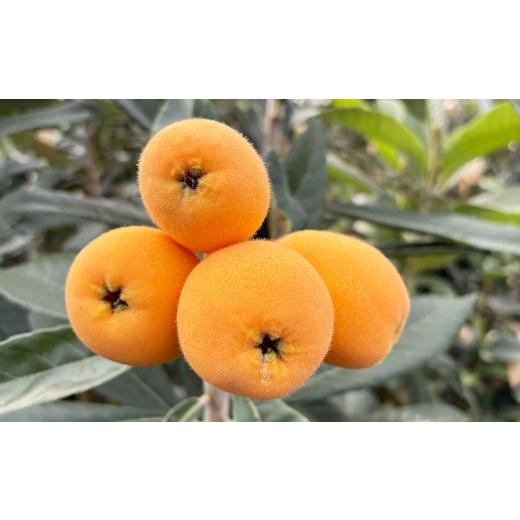 ふるさと納税 果物類 びわ 長崎県 長崎市 長崎市産びわ 1kg 24個入 2026年4月下旬〜5月下旬発送予定 びわ ビワ 果物 くだもの フルーツ 国産 国産フルーツ 常…