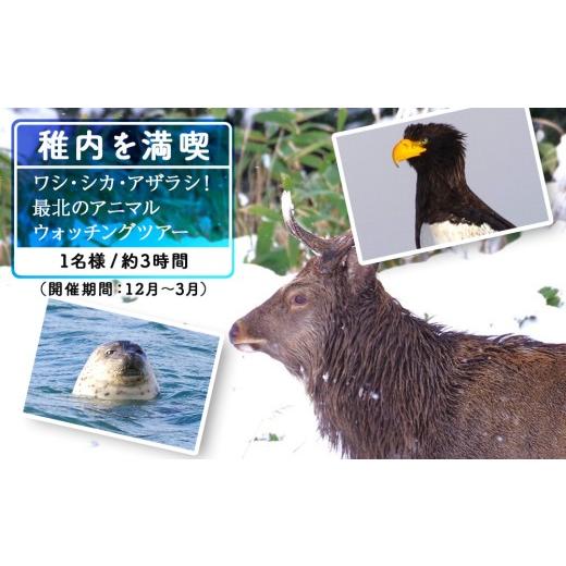 ふるさと納税 体験チケット 北海道 稚内市 ワシ、シカ、アザラシ 最北のアニマルウォッチングツアー1名様