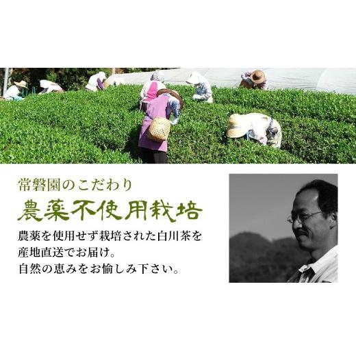 ふるさと納税 お茶類 緑茶（茶葉・ティーバッグ） 岐阜県 東白川村 農薬不使用 煎茶 みどり 2kg (500g×4袋) 常磐園 白川茶 美濃白川茶 日本茶 緑茶 煎茶 茶葉…_3