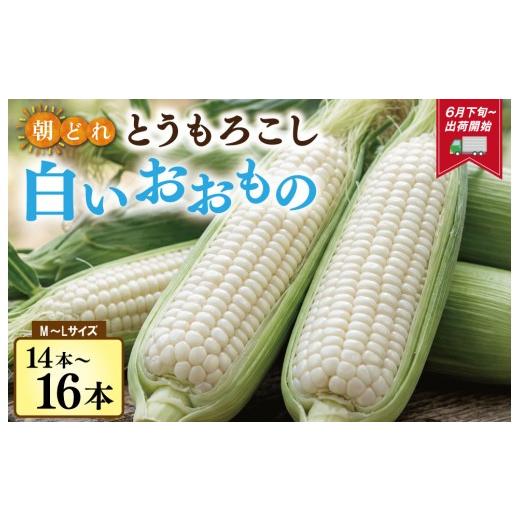 ふるさと納税 とうもろこし 三重県 明和町 北山さんちの新鮮とうもろこし 白いおおもの 14〜16本 キャンプ BBQ 人気 白 トウモロコシ コーン 生 野菜 産地直送…
