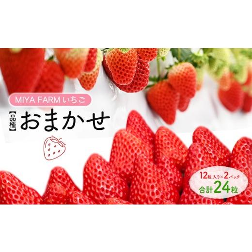 ふるさと納税 いちご 愛知県 春日井市 先行予約 MIYA FARM いちご(品種:おまかせ)12粒入り×2パック 合計 24粒 北海道・沖縄・離島への配送不可 2027年1月…