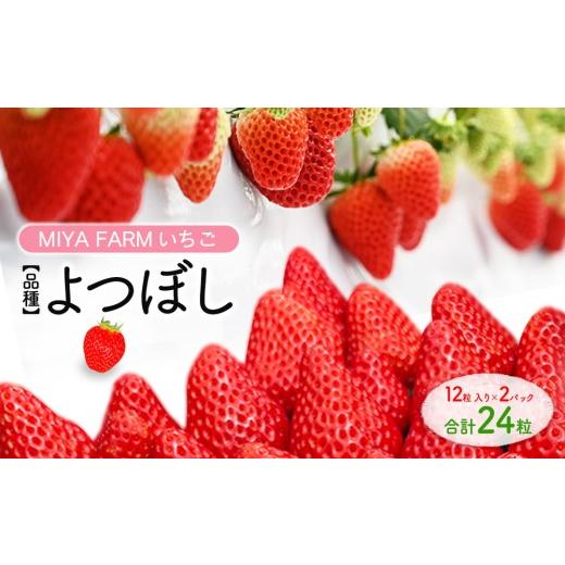 ふるさと納税 いちご 愛知県 春日井市 先行予約 MIYA FARM いちご(品種:よつぼし)12粒入り×2パック 合計 24粒 北海道・沖縄・離島への配送不可 2027年1月…