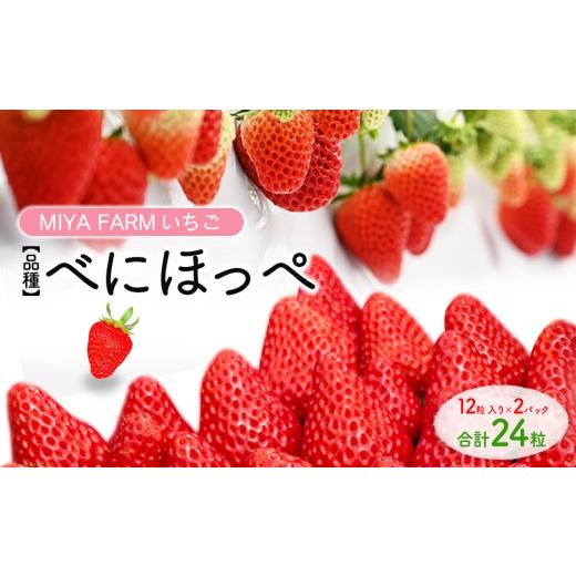 ふるさと納税 いちご 愛知県 春日井市 先行予約 MIYA FARM いちご(品種:べにほっぺ)12粒入り×2パック 合計 24粒 北海道・沖縄・離島への配送不可 2027年1…