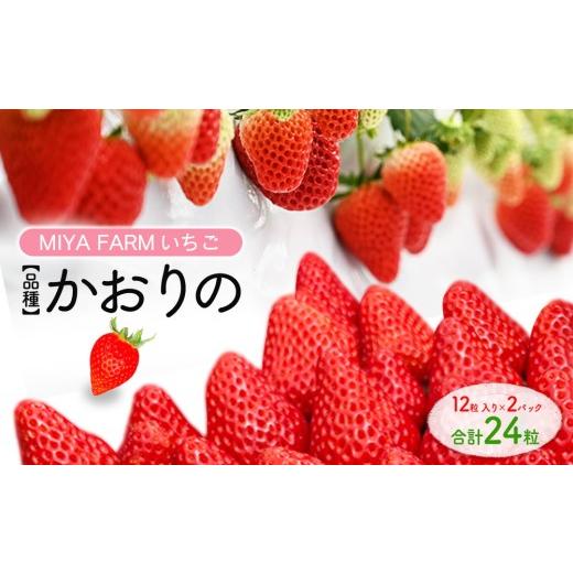 ふるさと納税 いちご 愛知県 春日井市 先行予約 MIYA FARM いちご(品種:かおりの)12粒入り×2パック 合計 24粒 北海道・沖縄・離島への配送不可 2026年12…